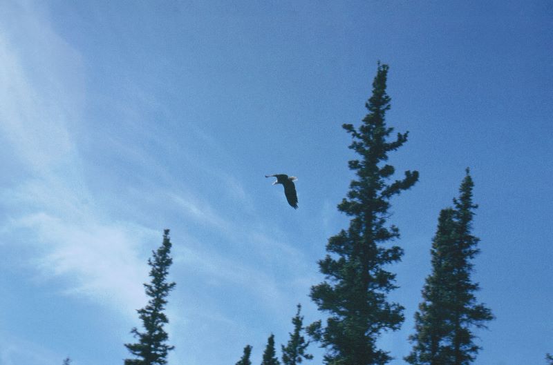 ../Images/116Weisskopfseeadler bei Carmacks.jpg